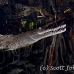 crocodile_american_chiq_jar_h_0561_cub2718.jpg